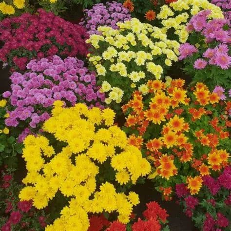 Belgian Chrysanthemum Mixed