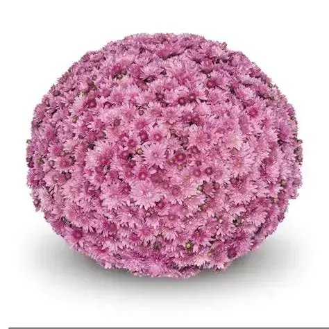Belgian Chrysanthemum Pink