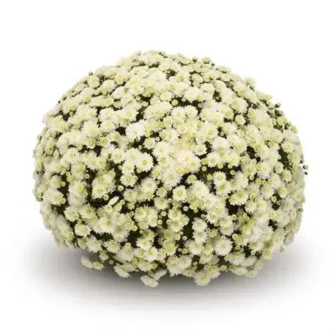Belgian Chrysanthemum White