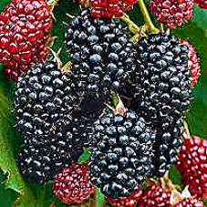 Blackberry Thornfree