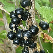 Blackcurrant Ojebyn
