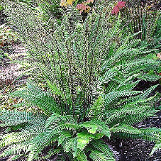 Blechnum spicant
