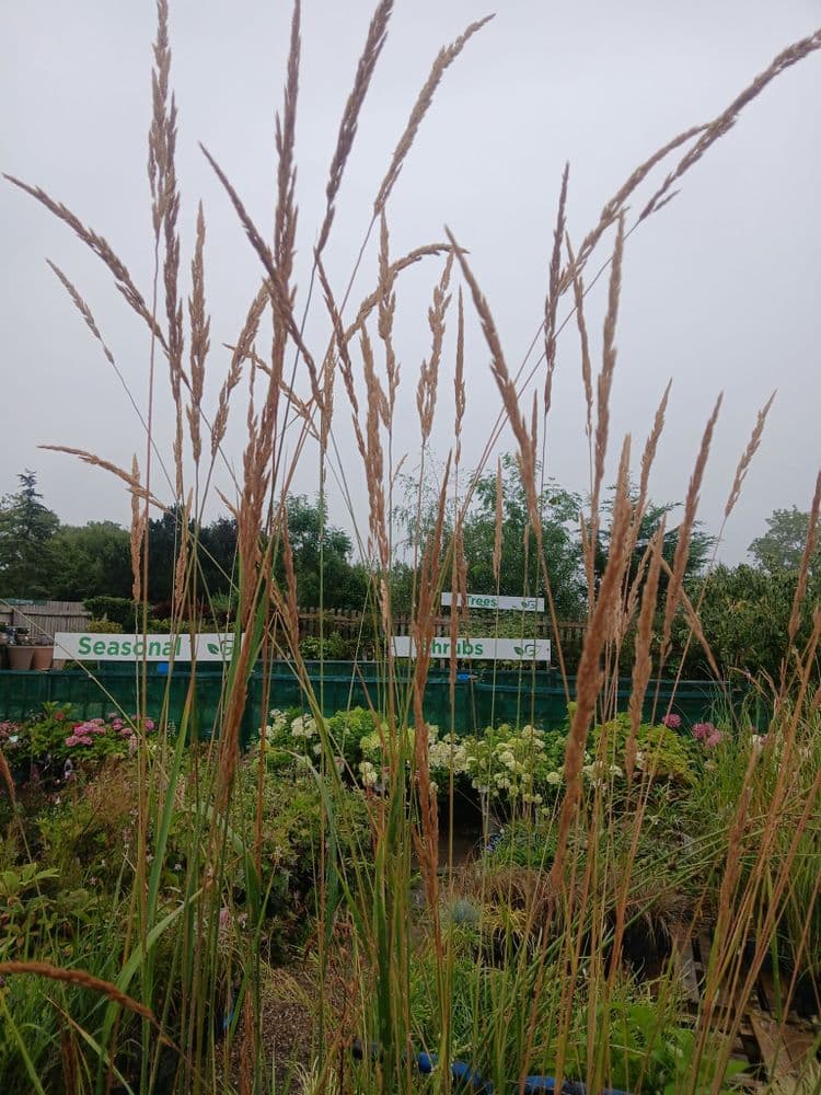 Calamagrostis Karl Foerster