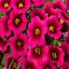 Calibrachoa