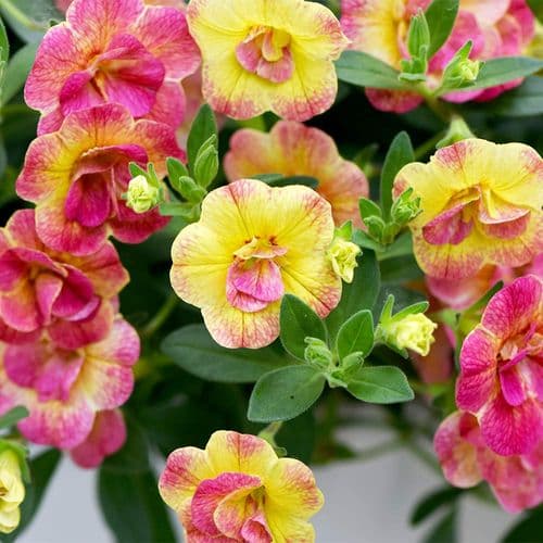 Calibrachoa Chameleon Desert Rose