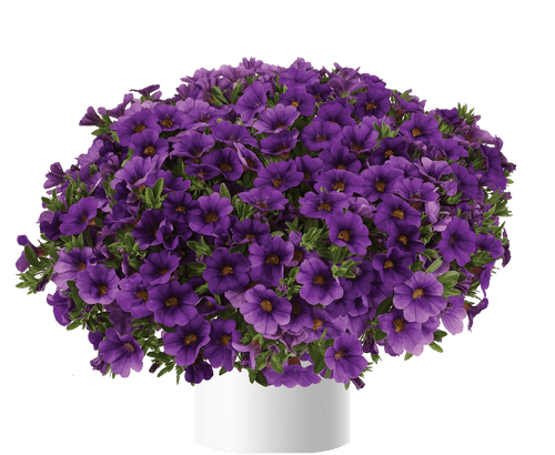 Calibrachoa Lia Blue