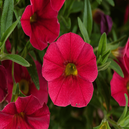 Calibrachoa Lia Dark Red