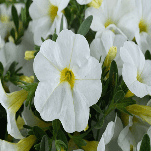 Calibrachoa Lia Glaze