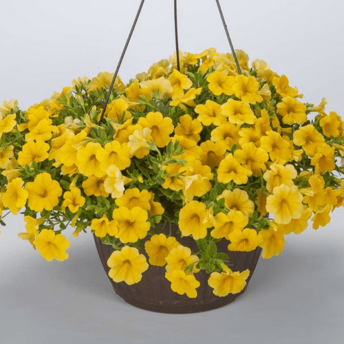 Calibrachoa Lia Yellow