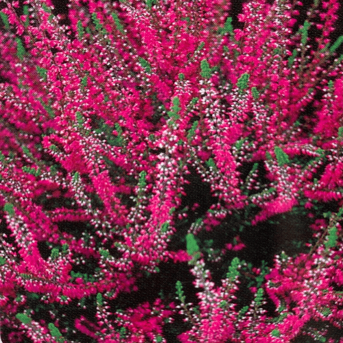 Calluna vulgaris 