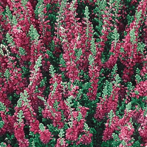 Calluna vulgaris