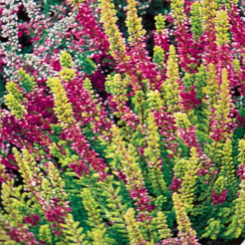 Calluna vulgaris 