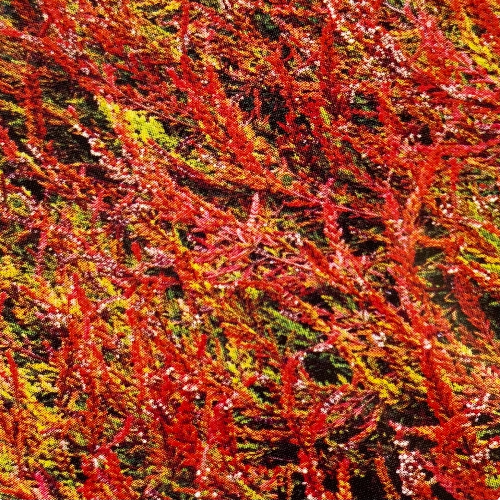 Calluna vulgaris 