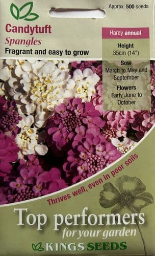 Candytuft Spangles