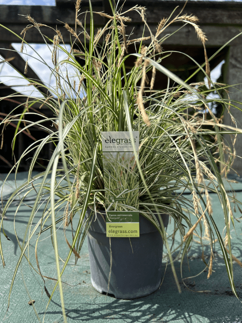 Carex oshimensis Evergold