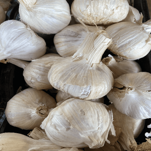 Caulk Wight Garlic Bulb