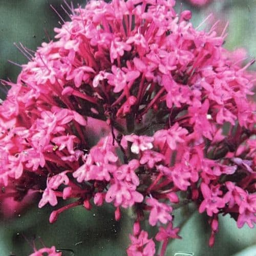 Centranthus ruber coccineus