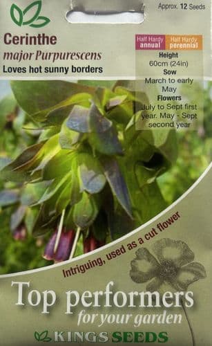 Cerinthe Major Purpurescens