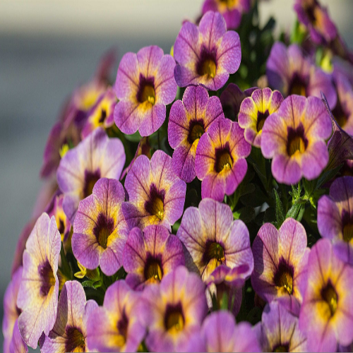 Chameleon® Calibrachoa Blueberry Scone