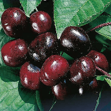 Cherry Hedelfinger