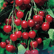 Cherry Morello