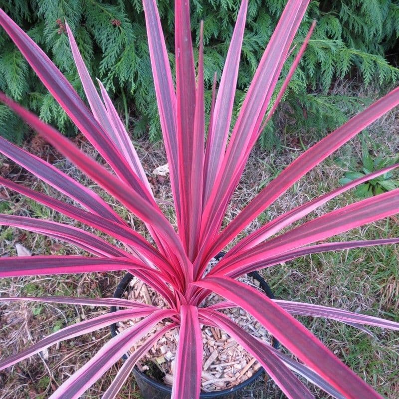 Cordyline Pink Passion