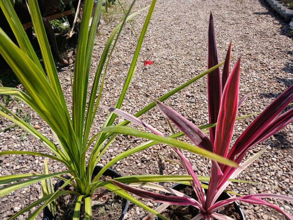 Cordyline Pink Passion/Jive