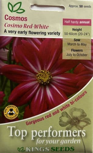 Cosmos Cosimo Red-White