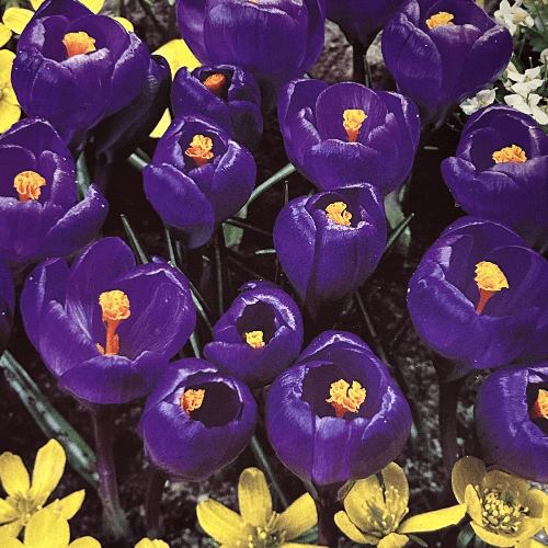 Crocus Large Flowering Purpureus Grandiflorus