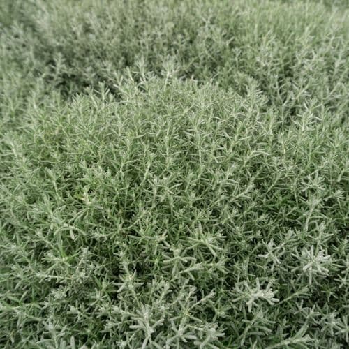 Curry Plant - Helichrysum Italicum