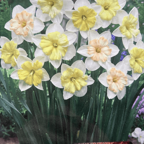 Daffodil Changing Colours
