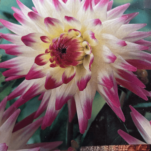 Dahlia
