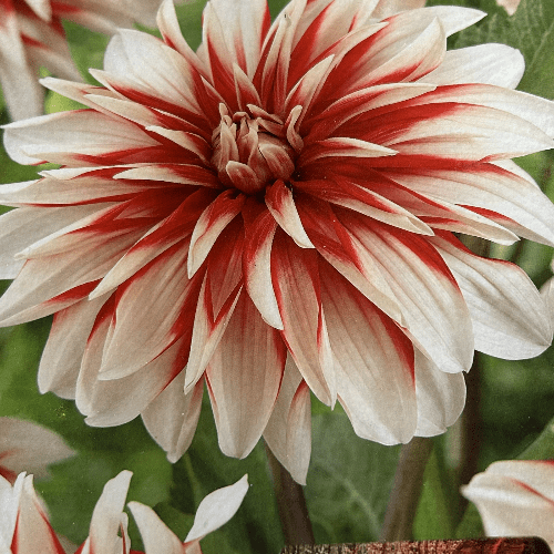 Dahlia Decorative Catching Fire