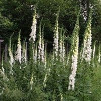 Digitalis purpurea Alba