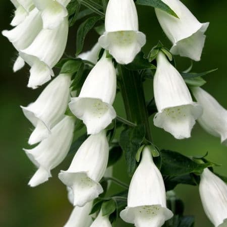 Digitalis purpurea Alba