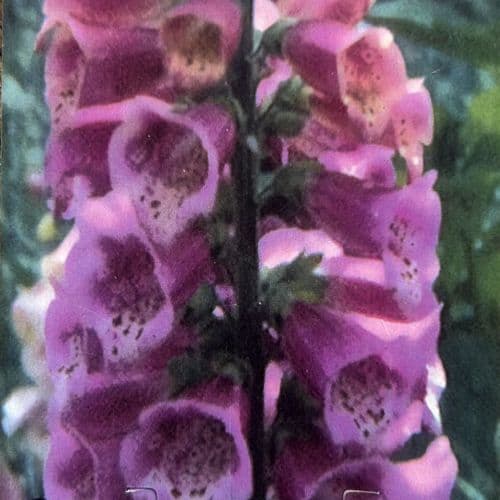 Digitalis x mertonensis Summer King