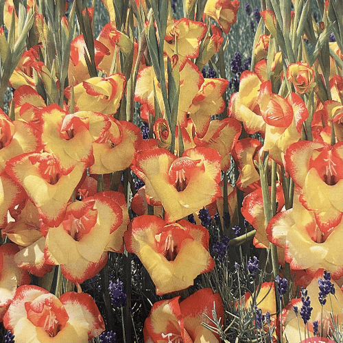Dwarf Gladioli