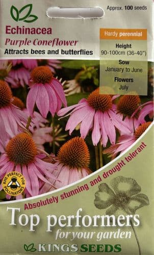 Echinacea Purple Coneflower