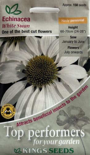 Echinacea White Swan