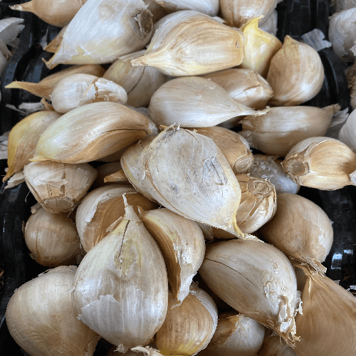 Elephant Garlic Bulb