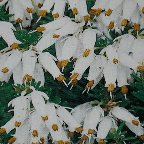 Erica carnea