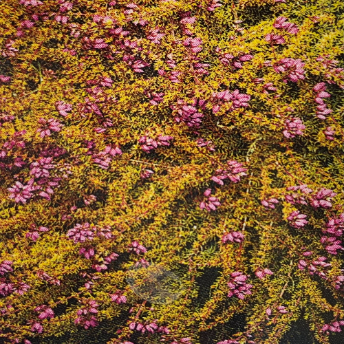 Erica cinerea 