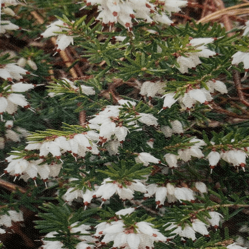 Erica x darleyensis