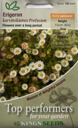 Erigeron Karvinskianus Profusion