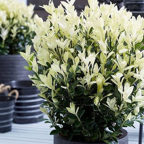 Euonymus Extravaganza