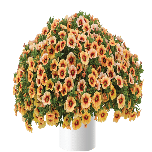 Eyeconic Calibrachoa Compact Sunset