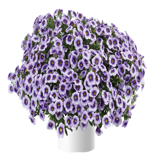 Eyeconic Calibrachoa Purple