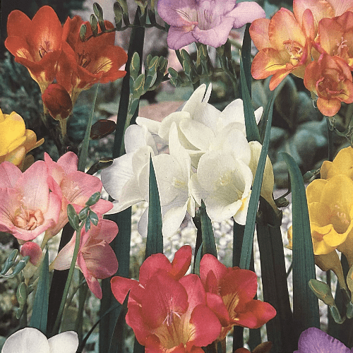 Freesia Single Mixed Colours