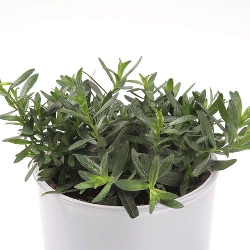 French Tarragon