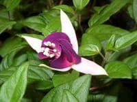 Fuchsia Auntie Jinks